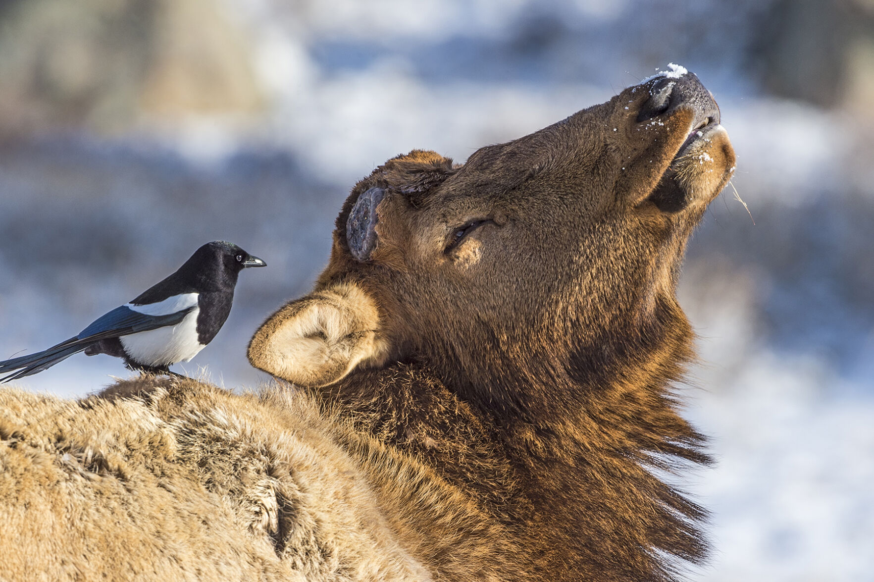 Elk_Magpie_RMNP